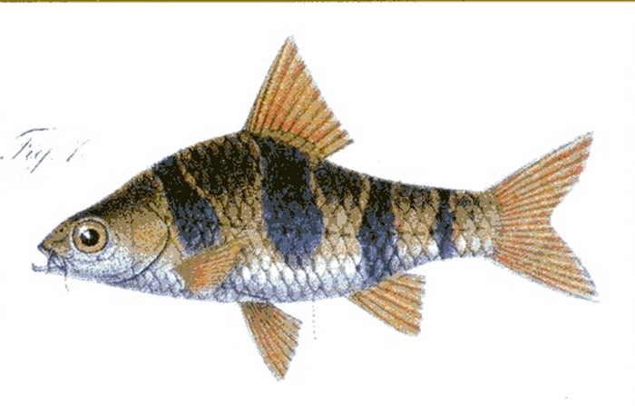 Snakeskin Barb