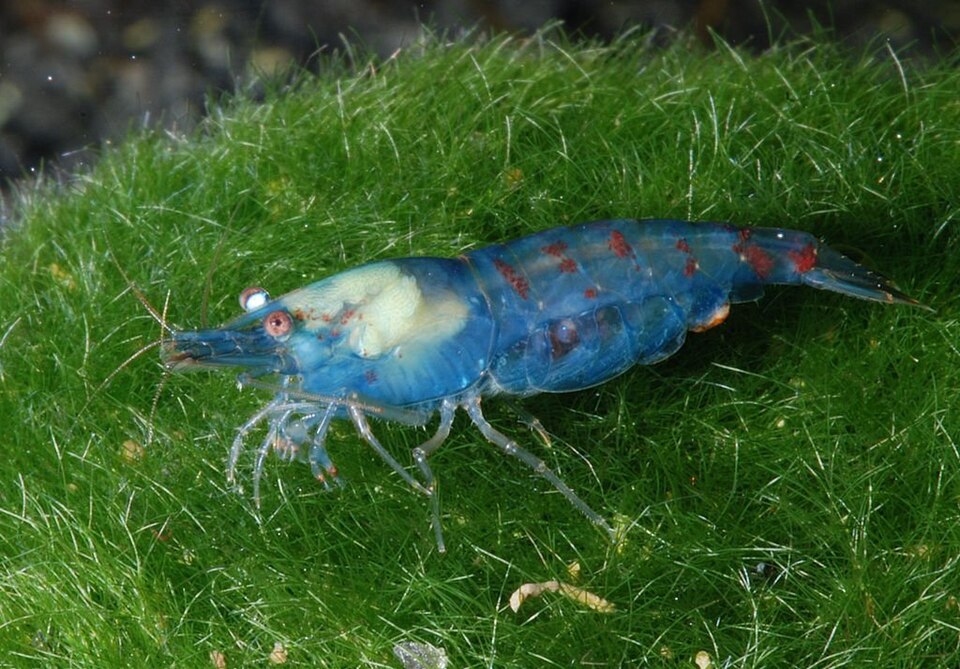 Snowball Shrimp