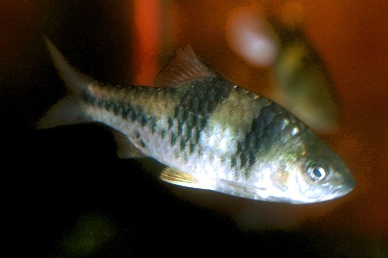Spanner Barb