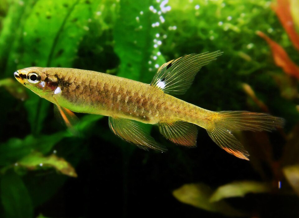 Splashing Tetra
