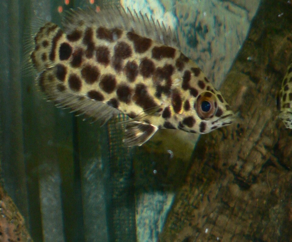 Spotted Climbing Perch