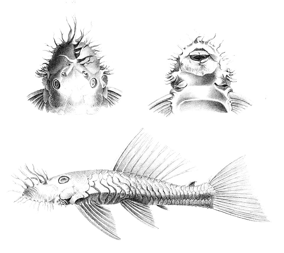 Starlight Bristlenose
