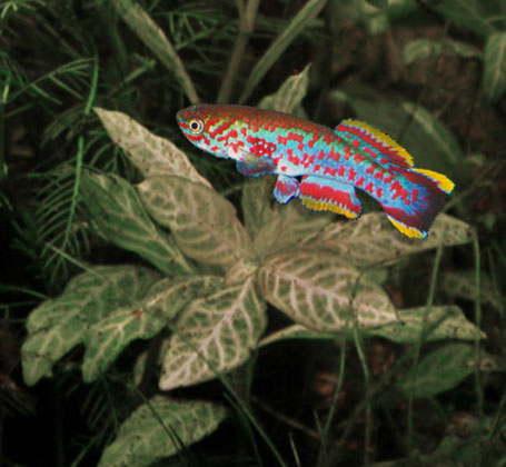 Steel Blue Killifish