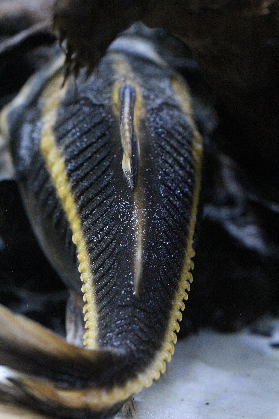 Striped Raphael Catfish