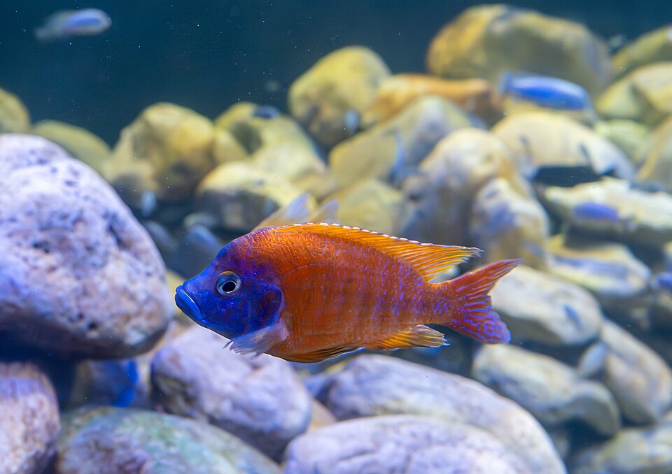 Sunshine Peacock