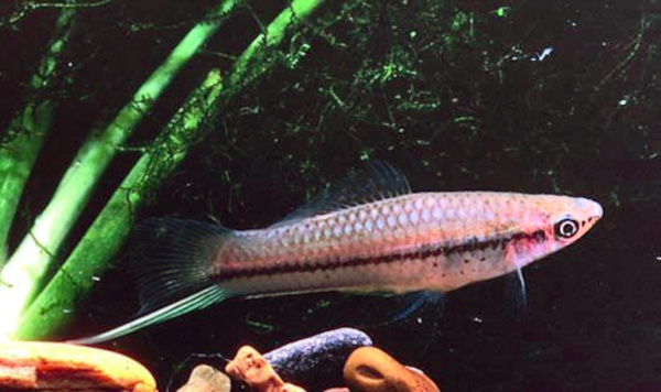 Swordtail