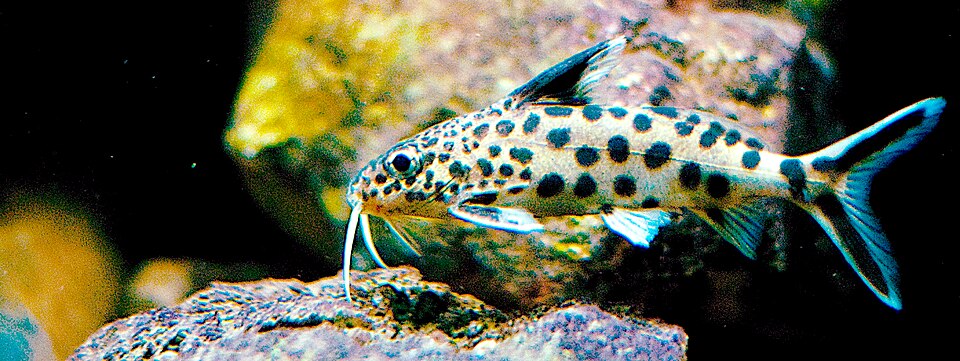 Synodontis Multipunctatus