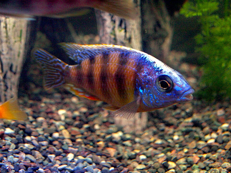 Taiwan Reef Cichlid