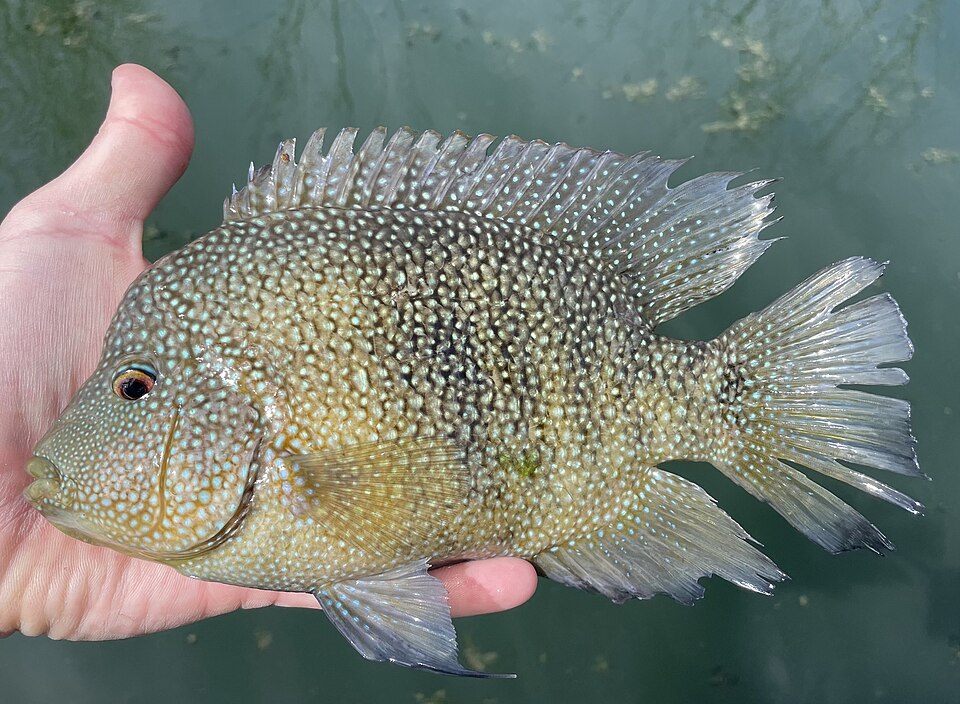 Texas Cichlid