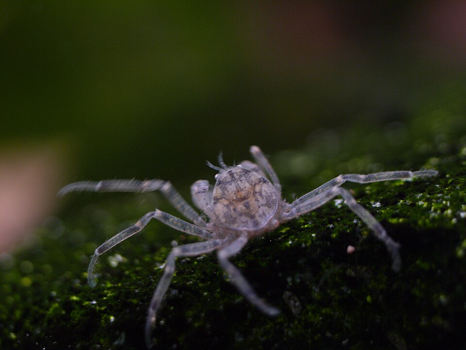 Thai Micro Crab