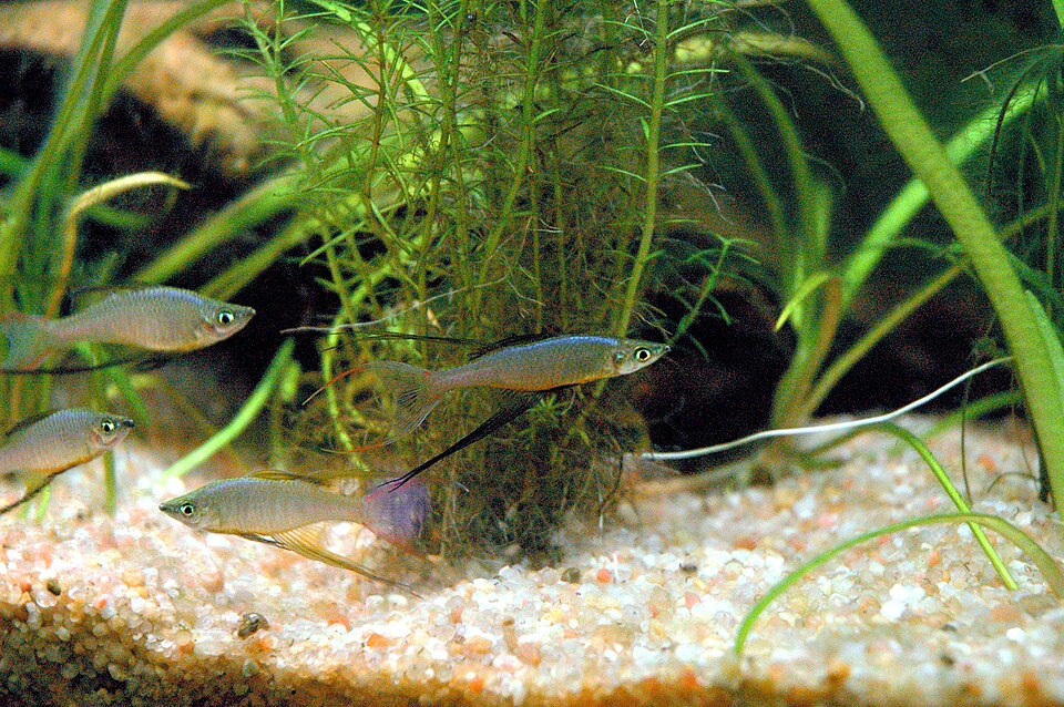 Threadfin Rainbowfish