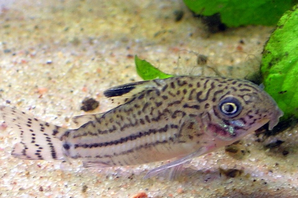Three Stripe Corydoras