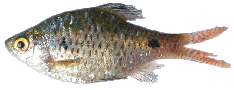 Ticto Barb