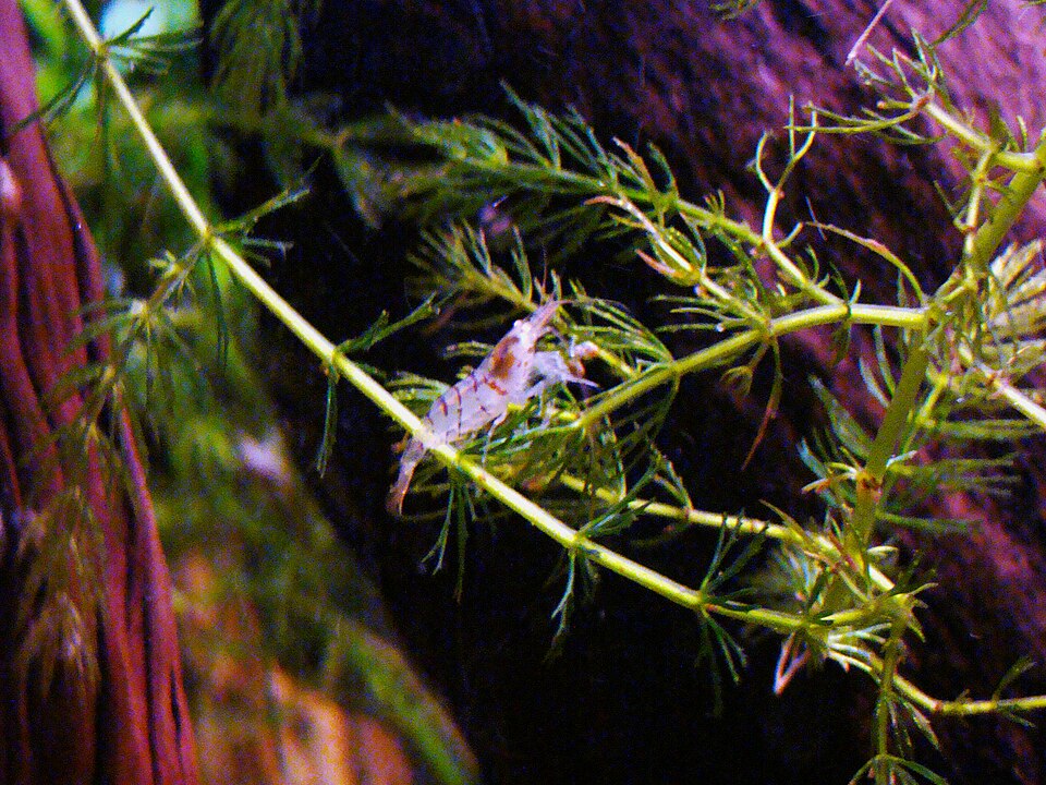 Tiger Shrimp