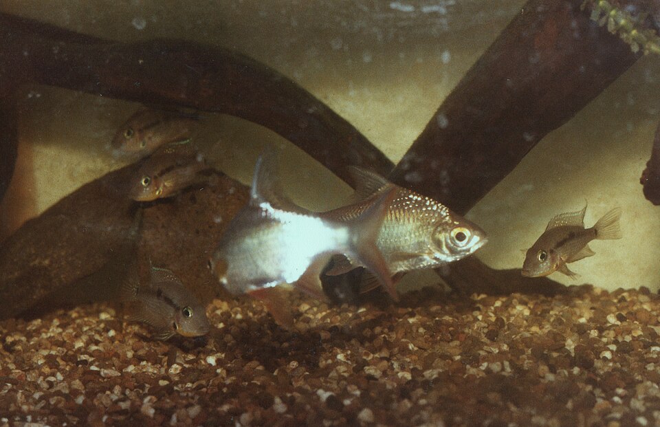 Tinfoil Barb