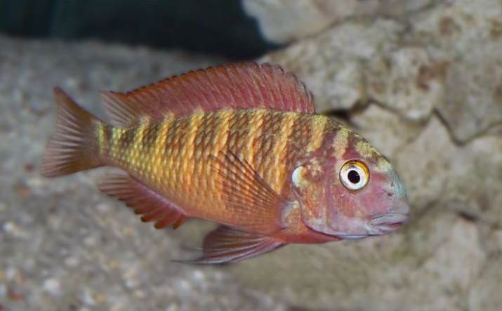 Tropheus Moorii