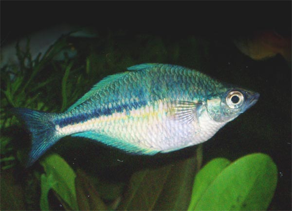 Turquoise Rainbowfish