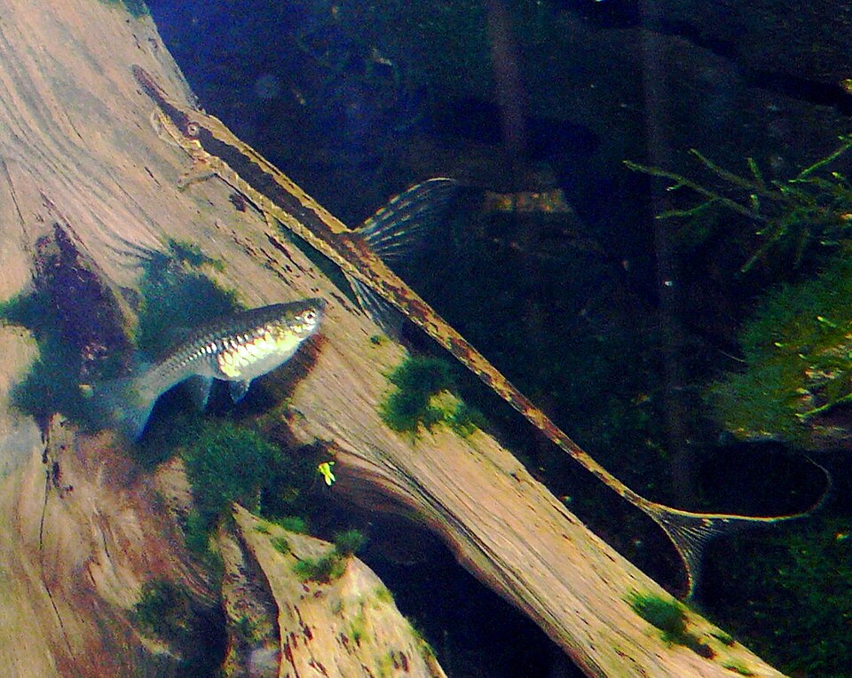 Twig Catfish