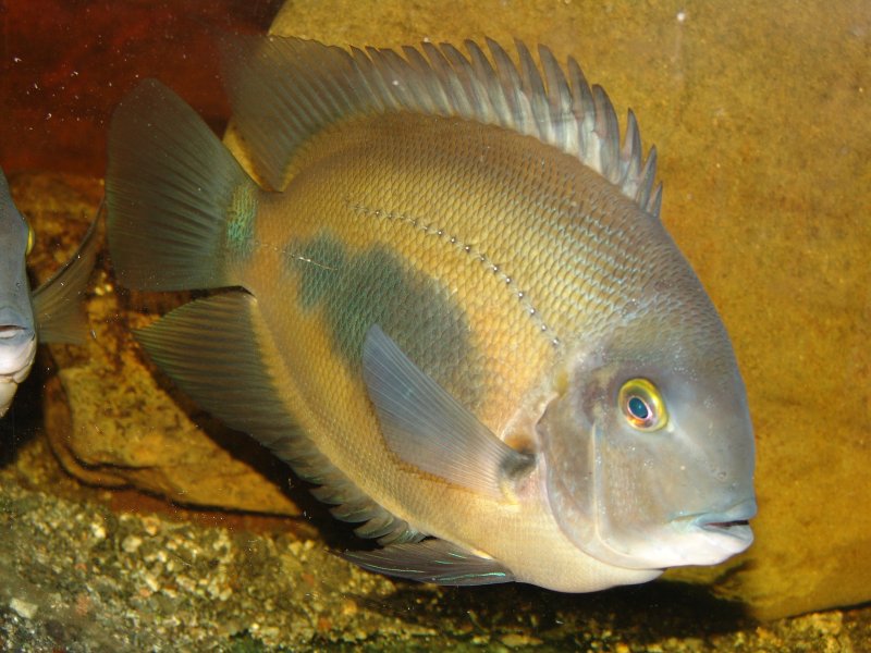 Uaru Cichlid