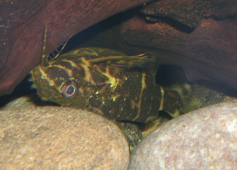 Upside Down Catfish