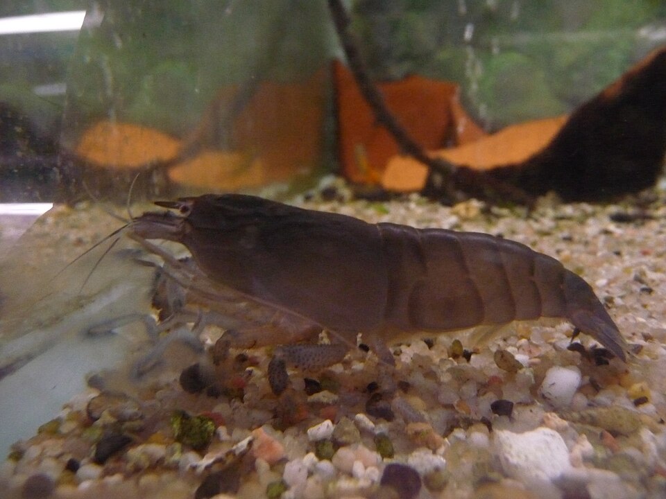 Vampire Shrimp