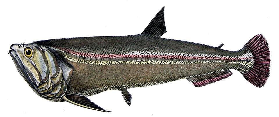 Vampire Tetra
