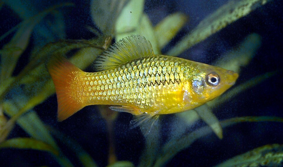 Variatus Platy