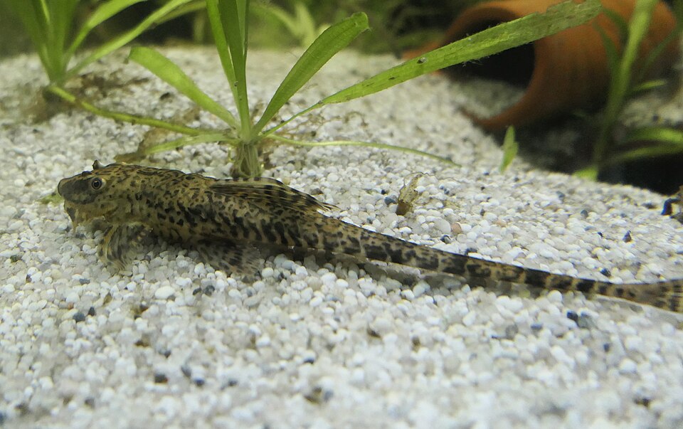 Whiptail Catfish