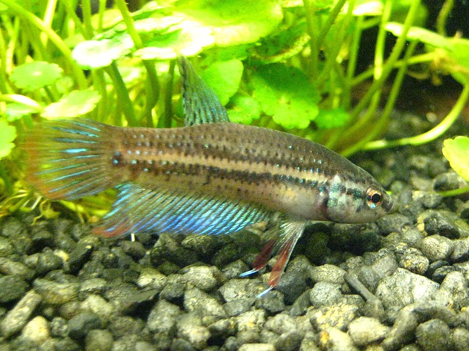 Wild Betta Imbellis