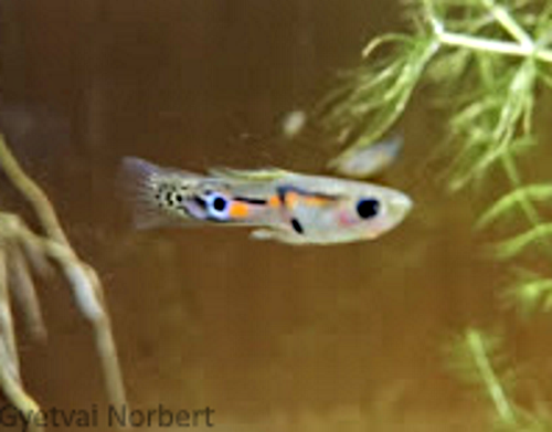 Wild Type Guppy