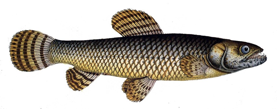 Wolf Fish