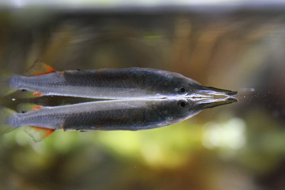 Wrestling Halfbeak